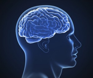 brain